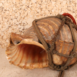 Antique Japanese Conch Shell Trumpet (SKU: 25D-435-1) -