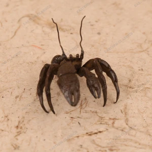 Vintage Japanese Bronze Zarigani (Crayfish) Okimono, Mid Showa 1946-1965 | SKU: 26M-814 -1