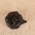 Vintage Japanese Bronze Kabocha Suiteki (Water Dropper), Early Showa 1927-1945 | SKU: 26J-0622 - 4