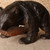 Vintage Japanese Hokkaido Ainu Bear (kuma) with Salmon Wood Carving, Mid Showa 1946-1965 | SKU: 26J-0724-2 - 3
