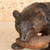 Vintage Japanese Hokkaido Ainu Bear (kuma) with Salmon Wood Carving, Mid Showa 1946-1965 | SKU: 26J-0724-2 - 4