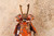 Japanese Boy's Day Samurai Musha Doll A Set (24J-304)