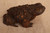 Japanese Sugi Wood Garden Frog Kaeru (24J-390)