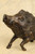 Antique Japanese Wild Boar — Bronze (SKU: 25D-104) - 