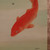 Vintage Japanese Painting With Two Koi Carps — Paper (SKU: 25S-1029-9) - 