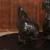 Antique Japanese Chicken — Bronze (SKU: 25S-771) -