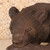 Vintage Japanese Bear (SKU: 25M-345-6) -