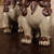 Vintage Japanese Shishi Lion (SKU: 25D-429) -