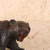 Vintage Japanese Ainu Bear (SKU: 25D-331-8) -