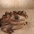 Small Items Antique Japanese Frog Statue 1927 1945 Early — Clay, Showa Era (SKU: 26M-569) - 9