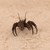 Vintage Japanese Bronze Zarigani (Crayfish) Okimono, Mid Showa 1946-1965 | SKU: 26M-814 -3