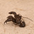 Vintage Japanese Bronze Zarigani (Crayfish) Okimono, Mid Showa 1946-1965 | SKU: 26M-814 -5