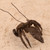 Vintage Japanese Bronze Zarigani (Crayfish) Okimono, Mid Showa 1946-1965 | SKU: 26M-814 -7