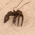 Vintage Japanese Bronze Zarigani (Crayfish) Okimono, Mid Showa 1946-1965 | SKU: 26M-814 -11