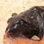 Vintage Japanese Hokkaido Carved Wood Bear with Salmon Figurine, Late Showa (1966-1989) | SKU: 26M-751-2 -3