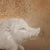 Vintage Japanese White-Glazed Ceramic Inoshishi (Wild Boar) Figurine, Mid-Showa 1946-1965 | SKU: 26J-0425 - 7
