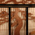 Vintage Japanese Ranma Architectural Panel Set with Pine and Crane Carvings, Mid Showa 1946-1965 | SKU: 26J-0842 - 9