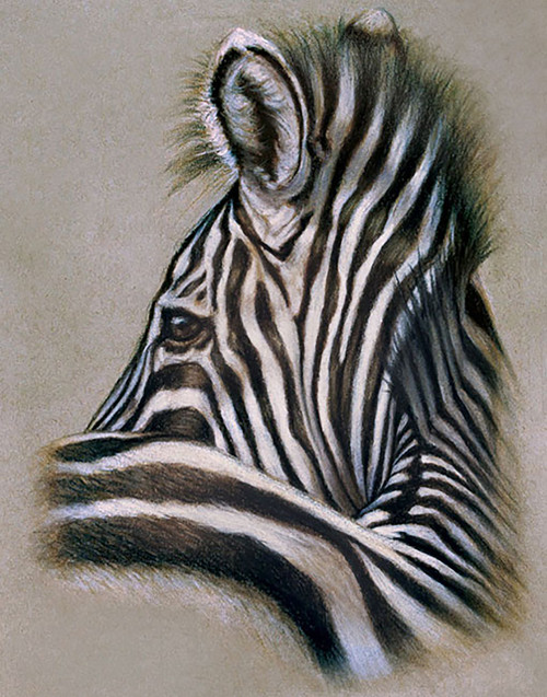 Drawing of the head of a zebra, from behind and peering over its shoulder, in black and white colored pencil on gray paper