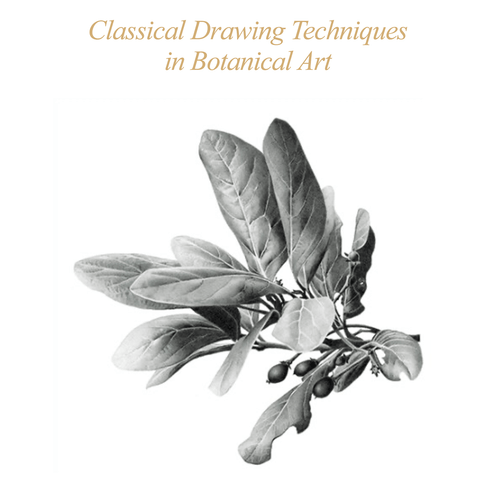 ASBA 2025 - Claudia Campazzo - Classical Drawing Techniques in Botanical Art ASBA 2025 - Claudia Campazzo - Classical Drawing Techniques in Botanical Art
