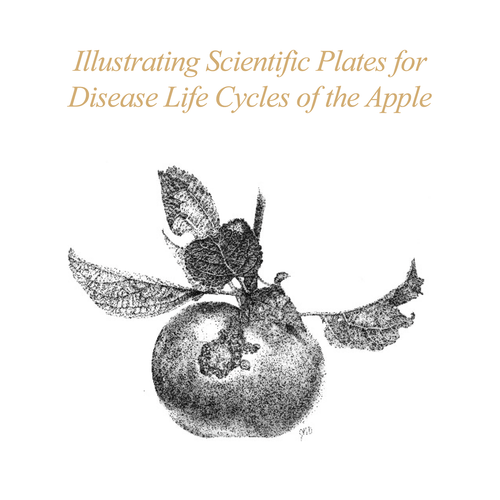 ASBA 2025 - Jessica Daigle - Illustrating Scientific Plates for Disease Life Cycles of the Apple ASBA 2025 - Jessica Daigle - Illustrating Scientific Plates for Disease Life Cycles of the Apple