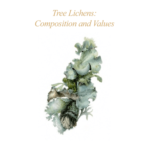 ASBA 2025 - Christiane Fashek - Tree Lichens: Composition and Values ASBA 2025 - Christiane Fashek - Tree Lichens: Composition and Values