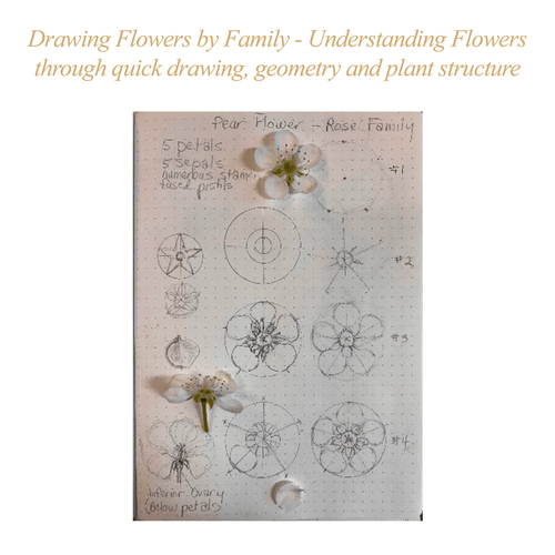 ASBA 2025 - Wendy Hollender - Drawing Flowers by Family ASBA 2025 - Wendy Hollender - Drawing Flowers by Family