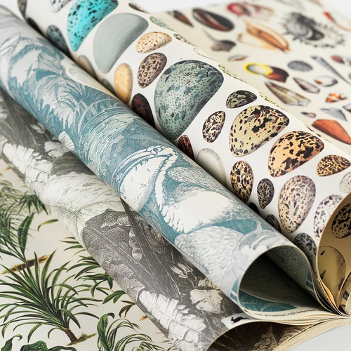 Artists' Creative and Gift Paper Book, Natural History