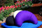 Crescent Meditation Cushions