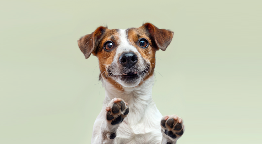 imagen servicio veterinaria