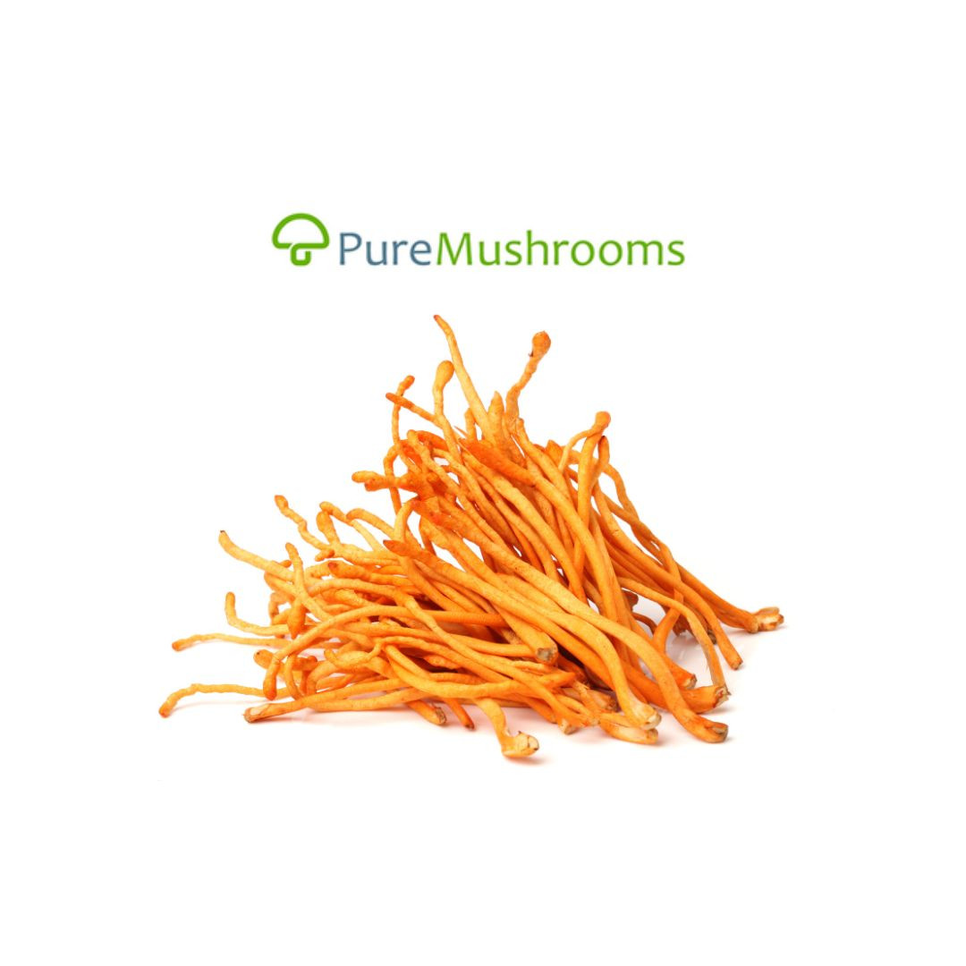 Cordyceps Militaris Extract Powder Bulk (1kg / 35oz) - Acurea USA