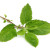 tulsi plant image