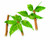 neem plant image