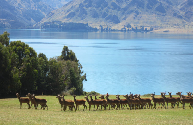 new-zealand-red-deer.jpg