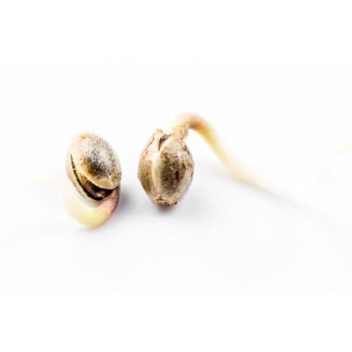 Pineapple Kush • Hemp Seed Tweedle Farms