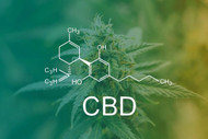 What Are the Best CBD Strains?