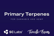 An Infographic: Primary Terpenes & Their Potential Effects