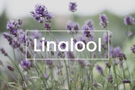 Terpenes 101: Linalool