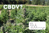 What is CBDV?