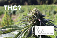 What is THC?