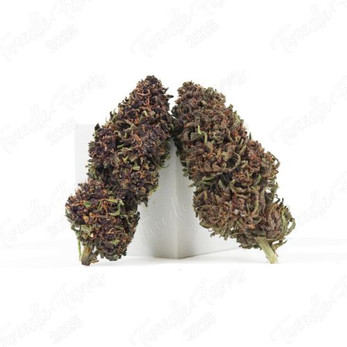 Orange Fritter • 18.6% Total Cannabinoids