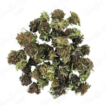 Orange Fritter Smalls • 18.6% Total Cannabinoids