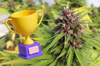The Best Indica Strains of the Year