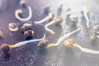 How to Grow Cannabis 101, Part 1: Germination & Transplanting