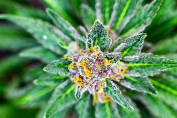 What’s the Difference Between CBD Flower, Hemp Flower, and Cannabis?
