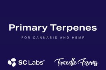 An Infographic: Primary Terpenes & Their Potential Effects