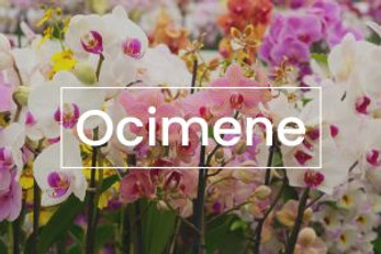 Terpenes 101: Ocimene