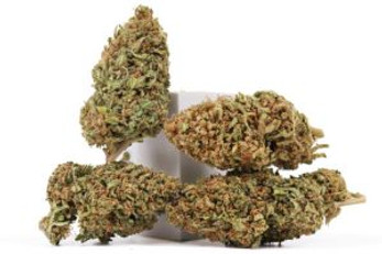 The Art of Curing: Where Great CBD Flower Comes to Life