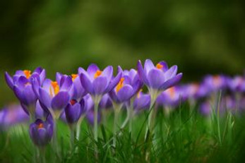 Top 5 Pre Rolls for Springtime