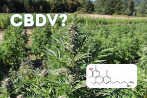 What is CBDV?