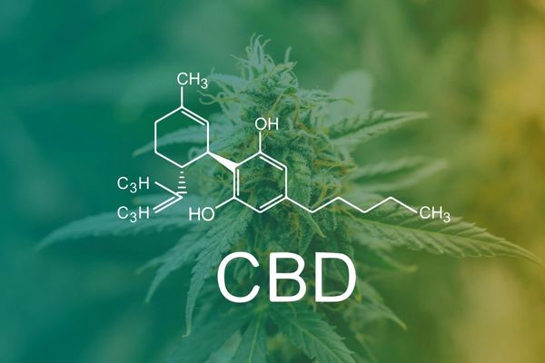 What Are the Best CBD Strains?